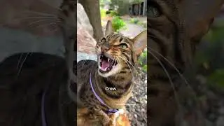 Cat mimicking bird and squirrel sounds is a hunting behavior 