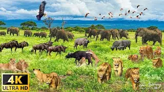 4K African Wildlife : Ngorongoro National Park, Tanzania - Scenic Wildlife Film With Calming Music