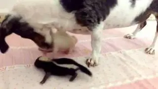 Baby Skunks Were Rejected By Mother At Birth, But Our Dog Freddie Took Over As Stepmum!