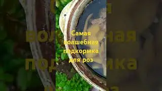 Волшебная подкормка для роз у  Вас под руками...