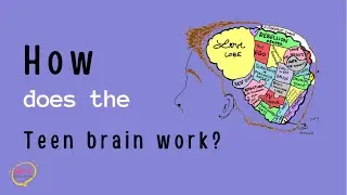 Puberty for Girls and Boys 🧠 How does the Teenage BRAIN work?