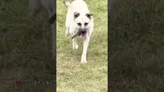 Дорога в облака ⛅️🐕🐩