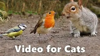 Birds for Cats to Watch : Squirrels and Birds Cat Games Extravaganza Videos