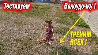 Выдержит ли Велоудочка питбулей ? Спайк улетел в канаву в прыжке за собакой. Багира меня удивила ...