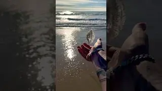 I Almost DROP a Jellyfish While Rescuing! #animals #nature #shorts