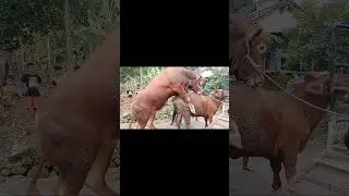 cow mating 