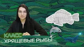 КЛАСС «ХРЯЩЕВЫЕ РЫБЫ» | ЕГЭ БИОЛОГИЯ