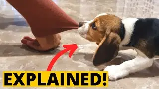 6 Common Beagle Puppy Actions and What They Mean