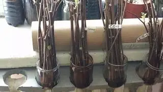 A simple fixture for grape cuttings rooting in water.