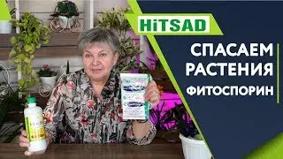 ЛУЧШЕЕ СРЕДСТВО  против грибковых заболеваний Фитоспорин М  ✔️ Советы От Хитсад ТВ