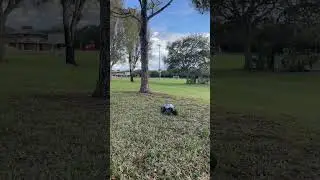 Daniel playing Witt Monster Trucks in park/ Megalodon Monster Truck/
