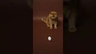 Egg Challenge 🥚🐈