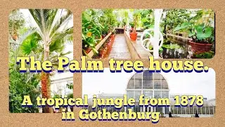 The Palm tree house, an 1000 sqm tropical jungle from 1878 in the heart of Gothenburg, Sweden.