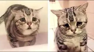 Sad Cats my beloved