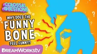 Whats So Funny About The Funny Bone? | COLOSSAL QUESTIONS