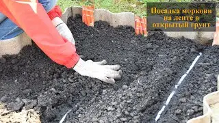 Посадка моркови на ленте в открытый грунт