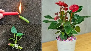 How to propagate anthurium quickly with flower branches | anthurium plant