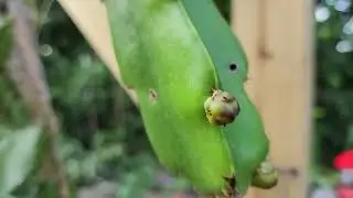 Dragon Fruit Flower Bud - 5 days