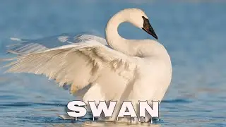 Trumpeter swan sound