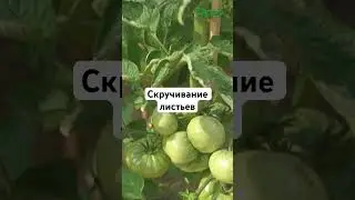 Почему скручиваются листья? #огород #дача #сад #семена