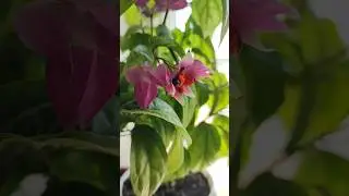 Мои цветочки