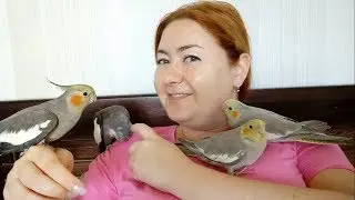 Наши ПТЕНЦЫ КОРЕЛЛЫ: Результат приручения - НЕ ВЫКОРМЫШИ!