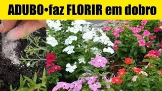 ● ADUBO PARA FLORIR - SUPER DICAS para flores em vaso