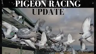 Pigeon Racing | Racing Pigeon Update