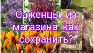 РАСТЕНИЯ КУПЛЕННЫЕ В МАГАЗИНЕ , КАК СОХРАНИТЬ ДО ВЫСАДКИ 🤔🌺