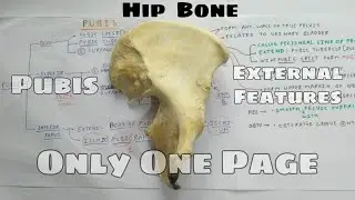 Hip Bone | Part 1b | Pubis, External Features | TCML