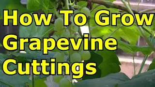 How to Grow Grapevines from Cuttings