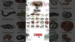 Types of Snakes 