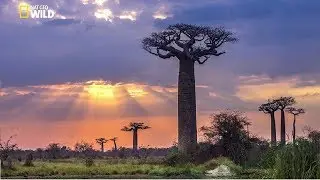 National Geographic Documentary | Madagascar  A World Apart | BBC Nature