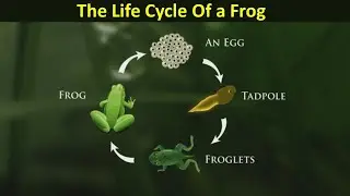 The Life Cycle of a Frog