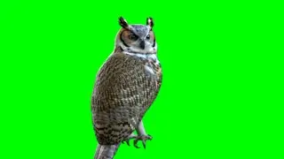 green screen owl  effect