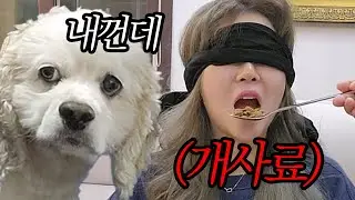 개사료 훔쳐먹었더니 강아지 반응 ㅋㅋㅋㅋㅋ 니 밥 쩔드라 ㅋㅋ