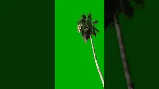 tree 🌴 green screen 4k free video