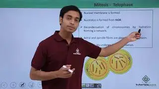Class 11th - Mitosis – Telophase | Cell Cycle and Cell Division | Tutorials Point