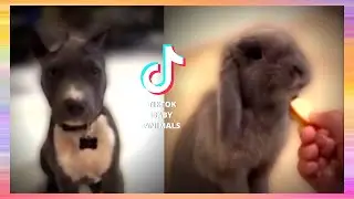 ✅TikTok Baby Animals - Funny Animals