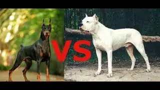 Доберман против Аргентинского Дога какая собака круче???
