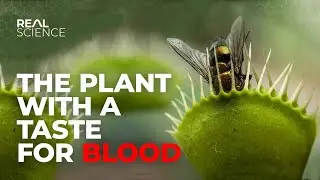 The Insane Biology of: The Venus Flytrap