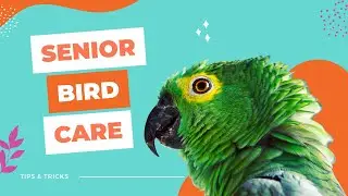 How To Care For An Old Or Sick Bird