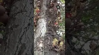 CANON BELL TREE MOST HOLY TREE IN INDIA