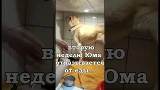 Просим помощи 