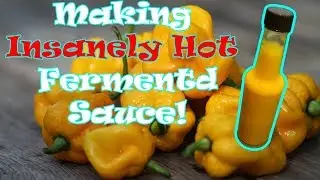 Making INSANELY hot fermented 7Pot Brainstrain Chilli Sauce