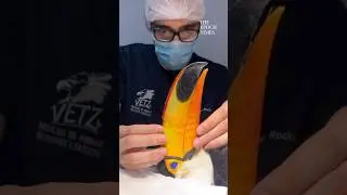 Second implantation of the beak for Toucan #animals #toucanbird #kindness #viral