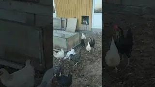 Вместе с моей хозяюшкой кошечкой Лапой выпускаем курочек🐔 и уток 🦆