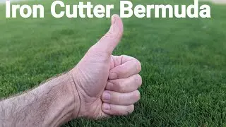 IronCutter Bermuda grass in St. Louis