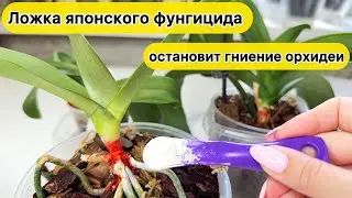 Так надо ОСТАНОВИТЬ ГНИЕНИЕ орхидей ТОПСИН-м для орхидеи и японский фунгицид