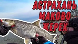 БЕШЕННАЯ РАЗДАЧА ЖЕРЕХА! АСТРАХАНЬ! Первый день на воде! МАКОВО! ЗЕЛЕНГА!